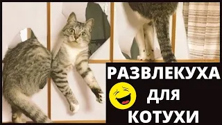 Смешные Кошки. Приколы с Котами и Кошками. Коты развлекаются