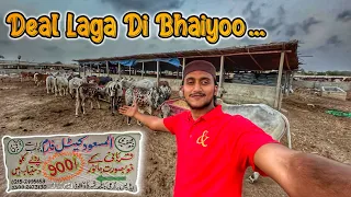 Khuramabad Main Vvvip Mandi Lag Gaiii || Or AL MASOOD Cattle Farm Walo Na To Deal Laga DI