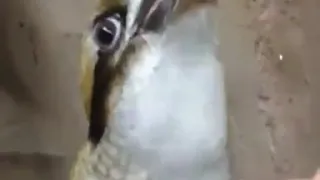 Bass bird