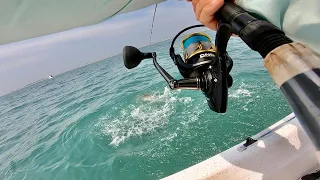 GIANT COBIA OFF THE BEACH in TINY BOAT! OUTER BANKS Catch and Cook