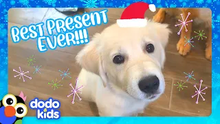 Golden Retriever Gets Best Present Ever: A Baby Brother! | Dodo Kids | Happy Holidays