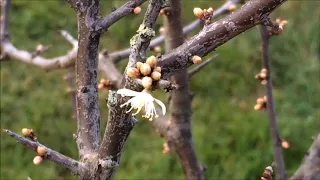 Blackthorn (Prunus spinosa) - early flower - February 2018