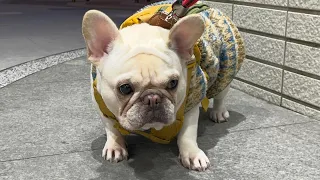 帰宅拒否犬