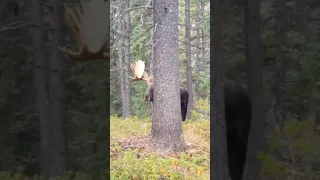 CRAZY bull moose sounds up CLOSE!!! #hunting #moose #nature #WILDlife