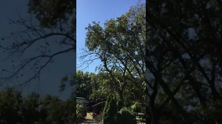 Pruning Pecan Trees