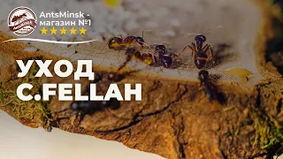 СОДЕРЖАНИЕ Camponotus FELLAH #муравьинаяферма #Antsminsk