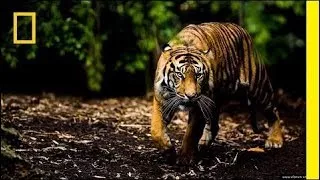 Documentary National Geographic Wild Touching The Wild Thailand Nat Geo Wild