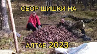 СБОР ШИШКИ НА АЛТАЕ 2023