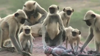 Langur monkeys grieve over fake monkey - Spy in the Wild  Episode 1 Preview - BBC One.mp4