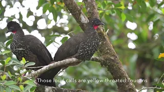 Birds of Arenal Observatory Lodge