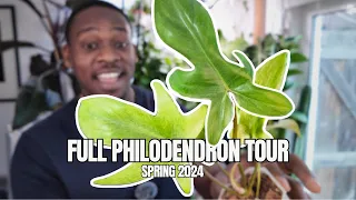 My Entire Philodendron Collection | Spring 2024 🌱