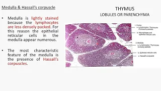 THYMUS HISTOLOGY