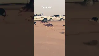 exploring nature #desert 🦌 🐕 running