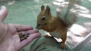 Про белку на коленке / About the squirrel on the knee