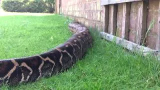 Massive Boa constrictor in HD