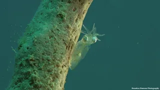 Un-described Pygmy Squid Okinawa, Japan