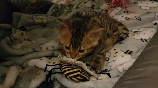 Cute bengal kitten Boss sees himself in the mirror for the first time,  grooming and relaxing 😻