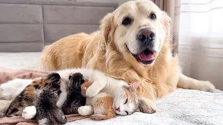 Golden Retriever Protects Mom Cat with Baby Kittens