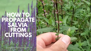 How to Propagate Salvia and how to Deadhead Salvia (Salvia nemorosa)