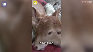 Mutant two-headed calf stuns farmers after being born in a Chinese village