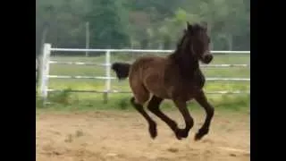 Ethan de Grace, 3 months old Horse