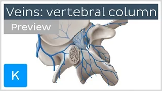 Veins of the Vertebral Column (preview) - Human Anatomy | Kenhub