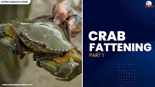 Crab Fattening Part 1