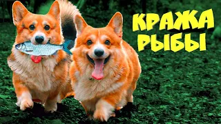 STEALING FISH TO FEED THE MONSTER!! Corgi Korzhik Talking dog