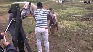 Pietro amançando cavalo brabo