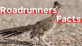 11 (New) Roadrunner Facts You Didn't Know [Must Check #5]