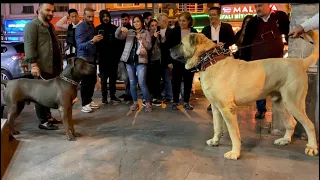 Anadolu çoban köpeği ve Canecorsa istanbulda bir araya geldi #çobanköpeği #kangal #canecorso