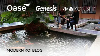 Modern Koi Blog #5639 - Live aus Japan: Natürliche Zucht versus künstliches Abstreifen