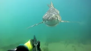 5 SCARY Shark Attacks Caught On Camera
