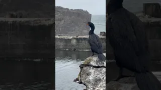 Sutro Baths - Cormorant #birds #sanfrancisco #oceanbeach #california #sutrobaths