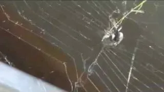 Künstliche Spinnenseide - AMSilk