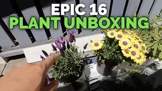 16 Plant HAUL: Unboxing & Transplanting Houseplants, Herbs, Ferns, and Flowers