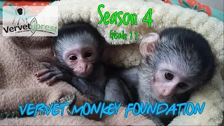 Baby orphan monkeys Toni and Pascall doing well, Skunkey monkeys love babies