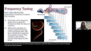 UNC HCC Better Hearing Webinar: Cochlear Implants