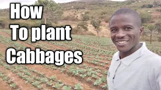 How to plant cabbages step by step