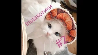 #Instaкошки, смешные коты и котики 2019, приколы про котов до слез –  Funny Cats