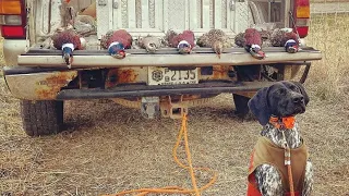 German Shorthair Pointer Pheasant Hunt New Jersey