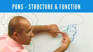 Pons - Structure & Function - Neuroanatomy