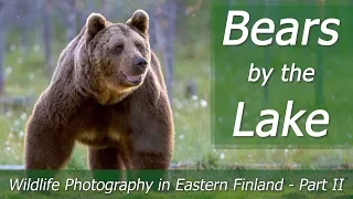 BEARS by the Lake | Wildlife Photography in Eastern Finland - Part 2 | Nikon Z7