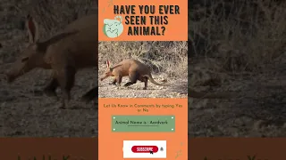 Aardvark ! Have You Ever seen this animal?