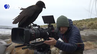 Filming the World's Smartest Raptors