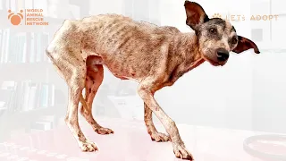 Pure Evil Abandoned This Sweet Dog With A Bullet In His Leg! What Did Viktor Larkhill Do?