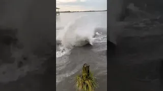 My dog scared a manatee #fishing #manatee