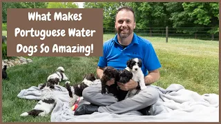 What Makes The Portuguese Water Dog Such a Great Breed?