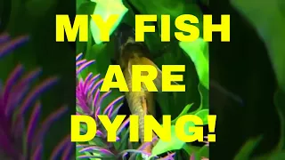 My Fish Are Dying!