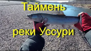 Таймень реки Уссури (октябрь 2019)